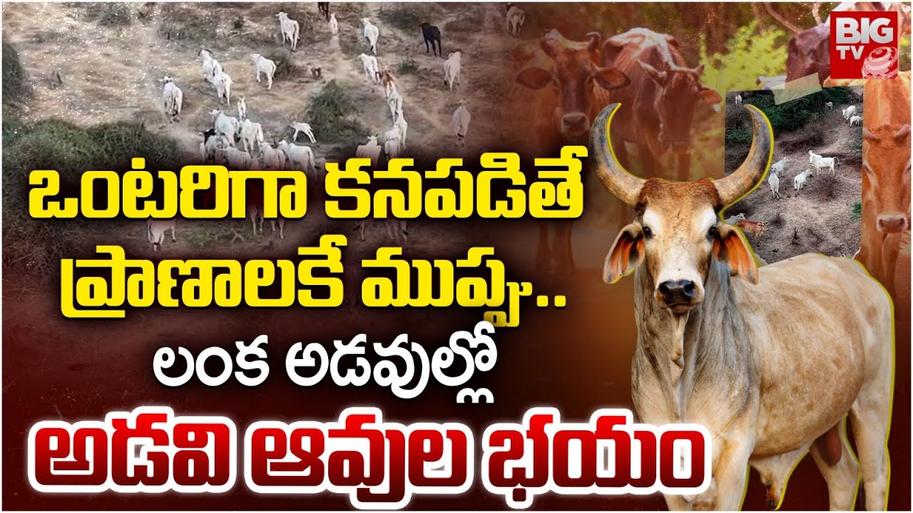 Adavi Avulu In Nandigama | ఆవులకు వణుకుతున్న కృష్ణా జిల్లా | Wild Cows In Nandigama | BIG TV