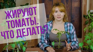 Почему до сих пор не цветут томаты?