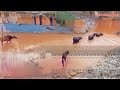 Buffaloes swimming in rain water subscribe