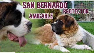 San Bernardo Cachorro, Precio, Negro , Adopción
