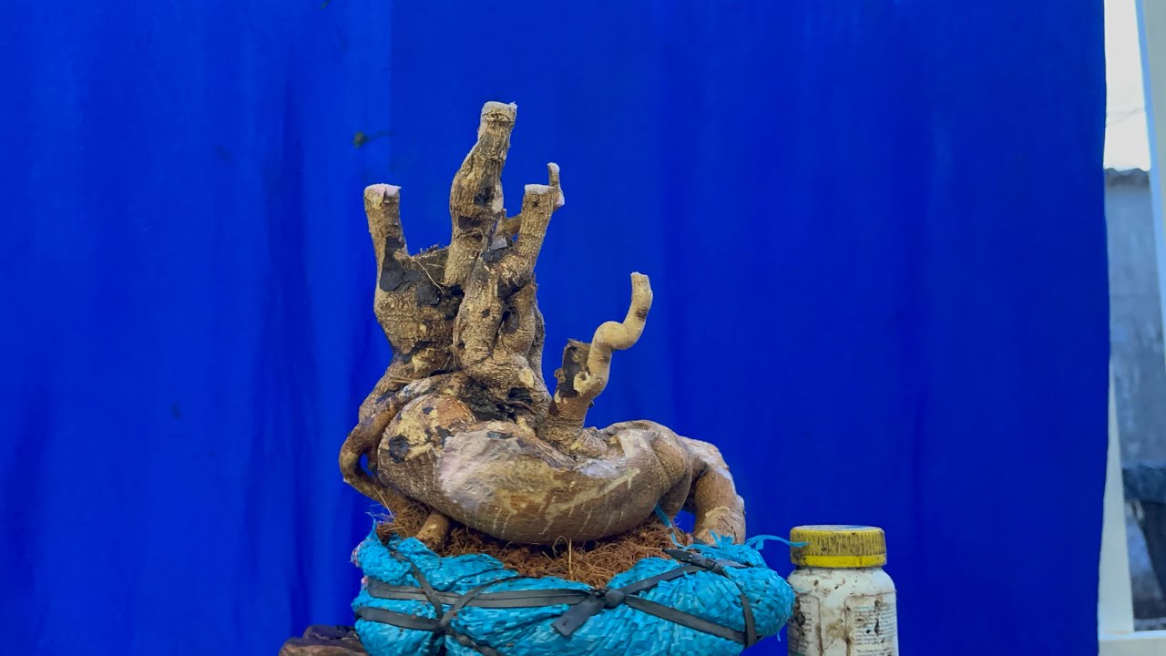 ₫ã bán))) M521... Hôi thằn lằn mini . Giá 300k. Xin gl đến cả nhà. Lh 0933529114 Tạo 