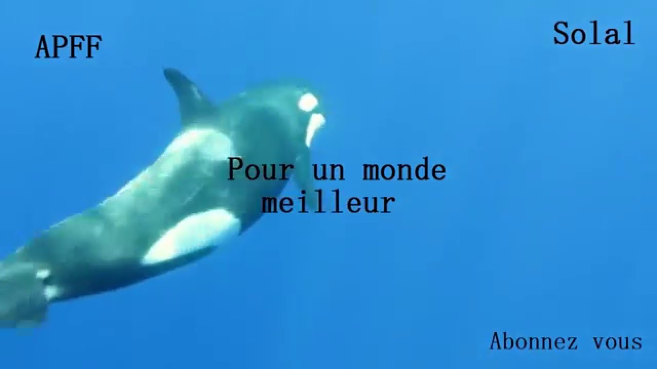 Boycottons Les Spectacles D orques Solal YouTube