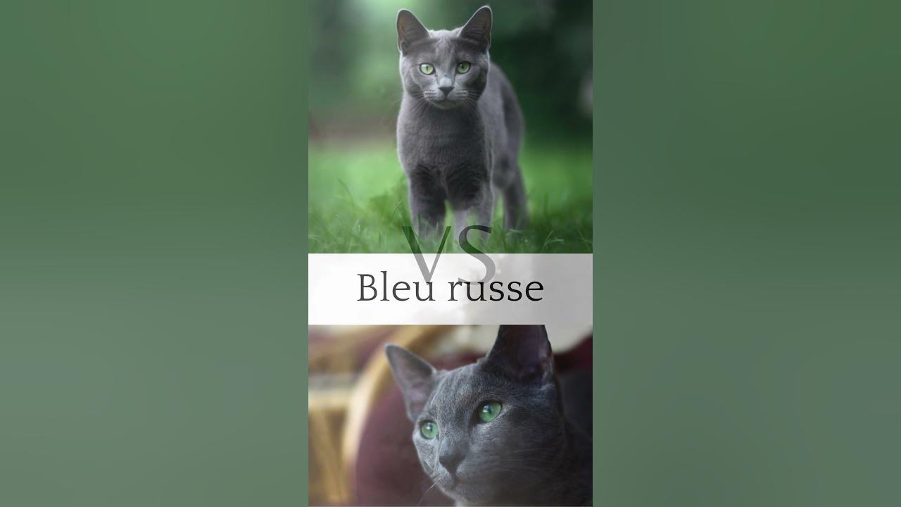 Chartreux ou Bleu russe YouTube