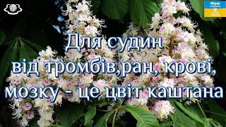 Для судин від тромбів, ран, крові, мозку  - це цвіт каштана