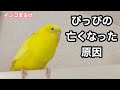 ぴっぴが亡くなった原因は肝臓でした…【セキセイインコ】