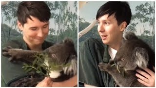 Dan and Phil meet a koala