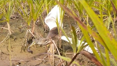 Cấm câu cò mồi cá nầy rất nhạy.Prohibition of stork fishing