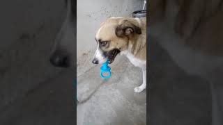 Anita A Cedela Q Gosta De Chupar Chupeta Kkk