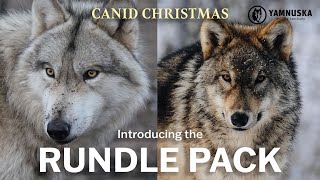 MEET THE RUNDLE PACK! Canid Christmas at Yamnuska Wolfdog Sanctuary by Yamnuska Wolfdog Sanctuary 517 views 1 year ago 3 minutes, 32 seconds