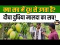दीघा का दुधिया मालदा आम क्यों कहलाता है “चक्रवर्ती राजा आम”? जानिए पूरा राज! #mangoseason