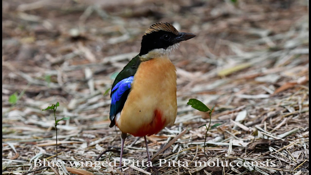 Blue-winged Pitta Pitta moluccensis 