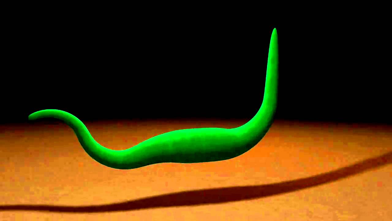 Magic Mesh Test Dinosaur - YouTube