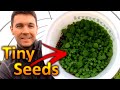 How to Grow PETUNIAS from SEEDS (Part 1) Collecting and Germinating Petunia Seeds