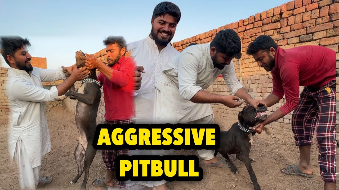 Pitbull Dog Pagal Hu Gaya Ajj | Sanbhalna Howa Mushkil | Punjabi Shok Vlogs