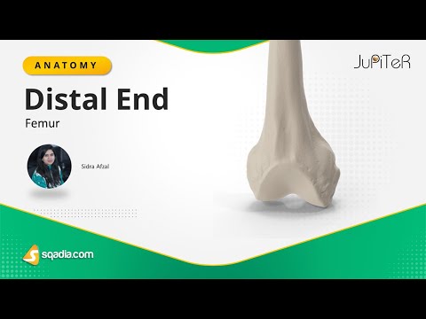 Video: Care oase sunt distale de femur?