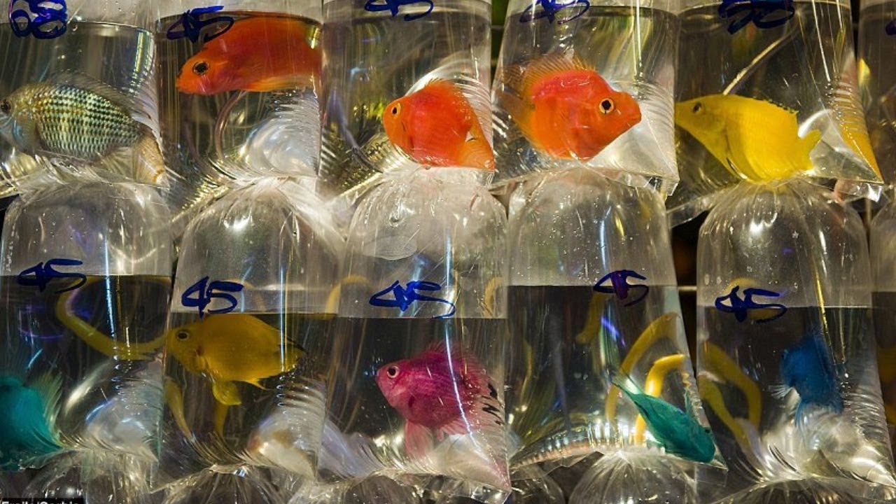 Fish Free Интернет Магазин Китайский Сити