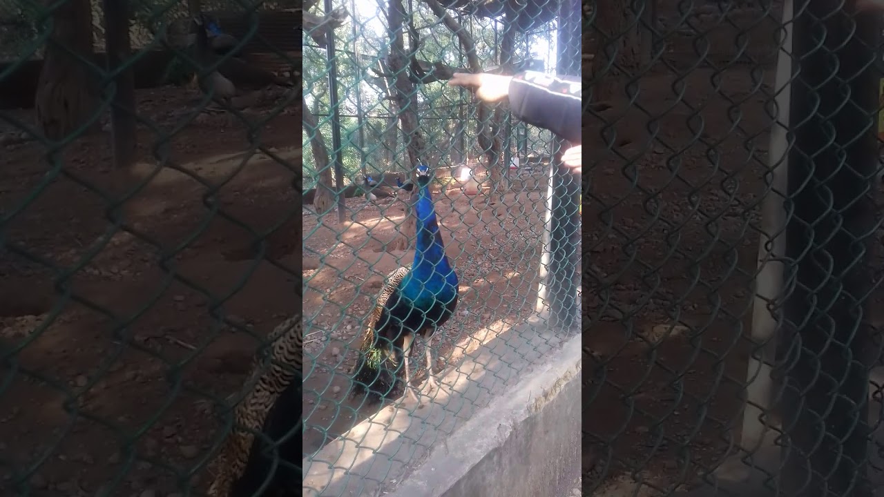 Ramnagar wildlife santuary