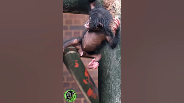 Mum Chimpanzee Dangling Her Baby Chimp #shorts