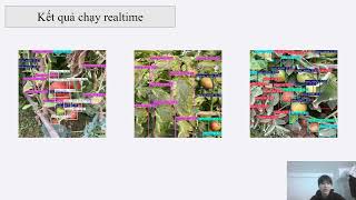 Thuyết trình báo cáo deep_learning đề tài phát hiện bệnh của cây thông qua lá và phân loại quả