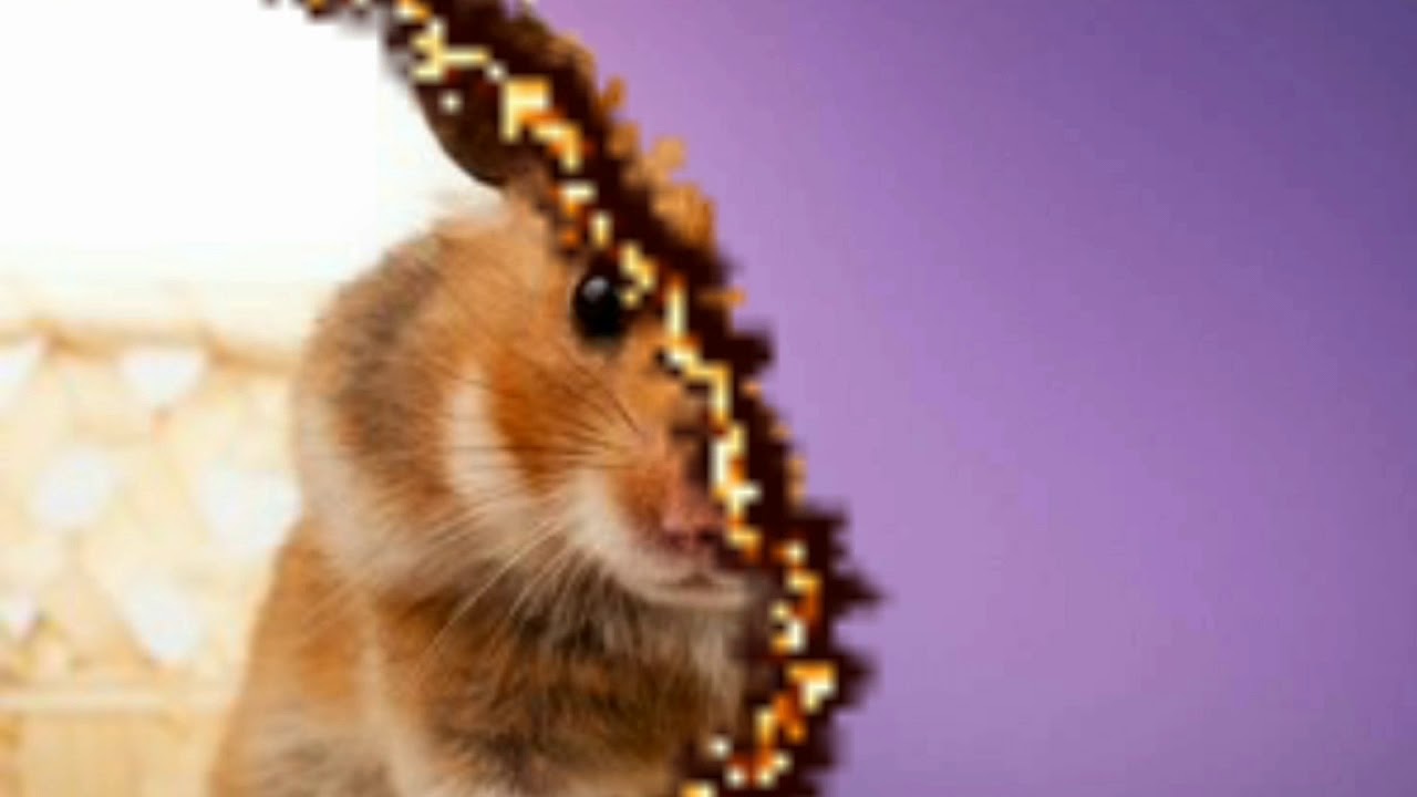 Окрасы сирийских хомяков. 1 часть