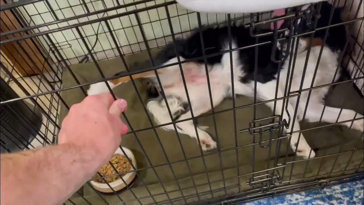 Midwest Homes for Pets SL54DD Ginormus Double Door Dog Crate Review