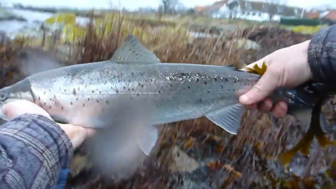 Kæmpestranden inkl. 84´er