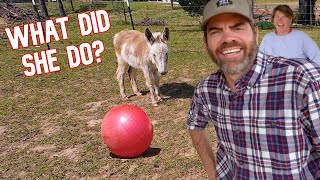 You’ll NEVER Guess What Happens When Our New Donkey Gets a Surprise by Cog Hill Family Farm 82,534 views 1 month ago 30 minutes