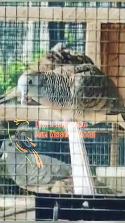 🔴 Suara Panggilan Burung Perkutut Bangkok
