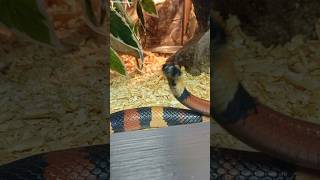 🐹КОРОЛЕВСКАЯ ЗМЕЯ КЭМПБЕЛЛА в зоопарке #animals #zoo #snake #nature #shorts #pets