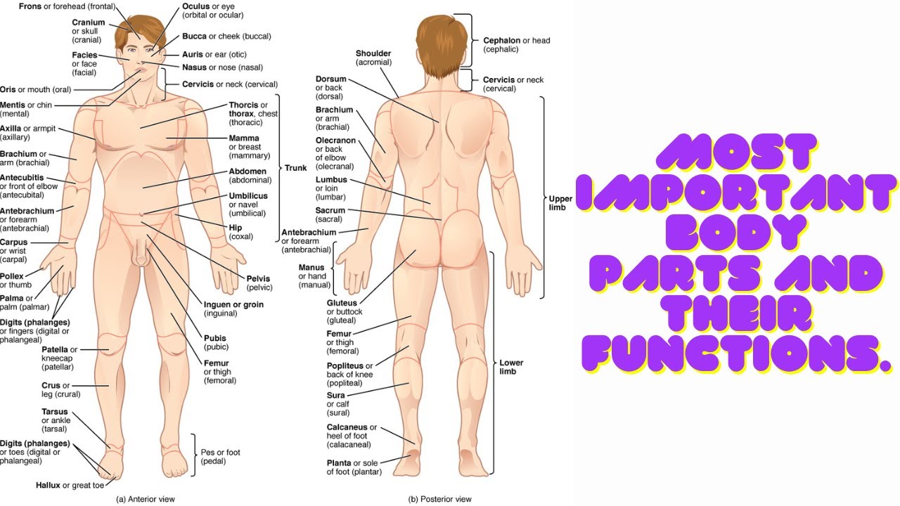 The Most Important Body Parts and their Functions. - YouTube