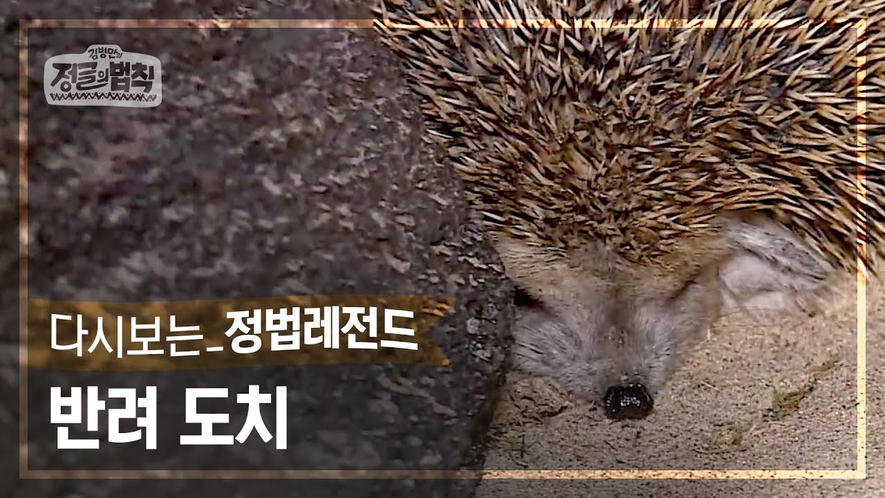 [정법레전드🏆] 반려 고슴도치가 있다? [정글의법칙 | SBS 160916 방송]