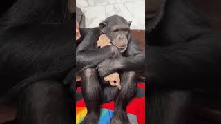 A MONKEY sees a PUPPY for the FIRST TIME ❤️  #cute #puppy #friends