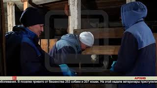 Карантин в Седаново 27.06.2023