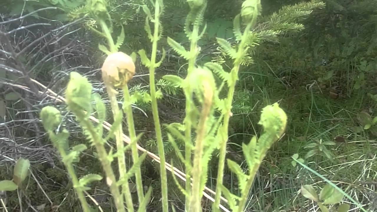 Cooking Tuna In a Can With Toilet Paper YouTube