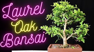 Laurel Oak Bonsai Tree February, March, April. Quercus Laurifolia Prune, Partial defoliation, update