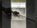 Непривычная птица