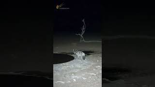 Africa’s Rarest Hyena? The Incredible Aardwolf.
