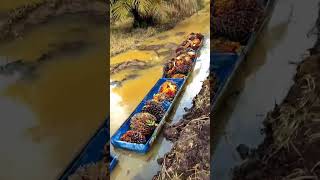 langsir sawit pakai drum || sekali muat 1 ton langsir sawit pakai drum || sekali muat 1 ton
