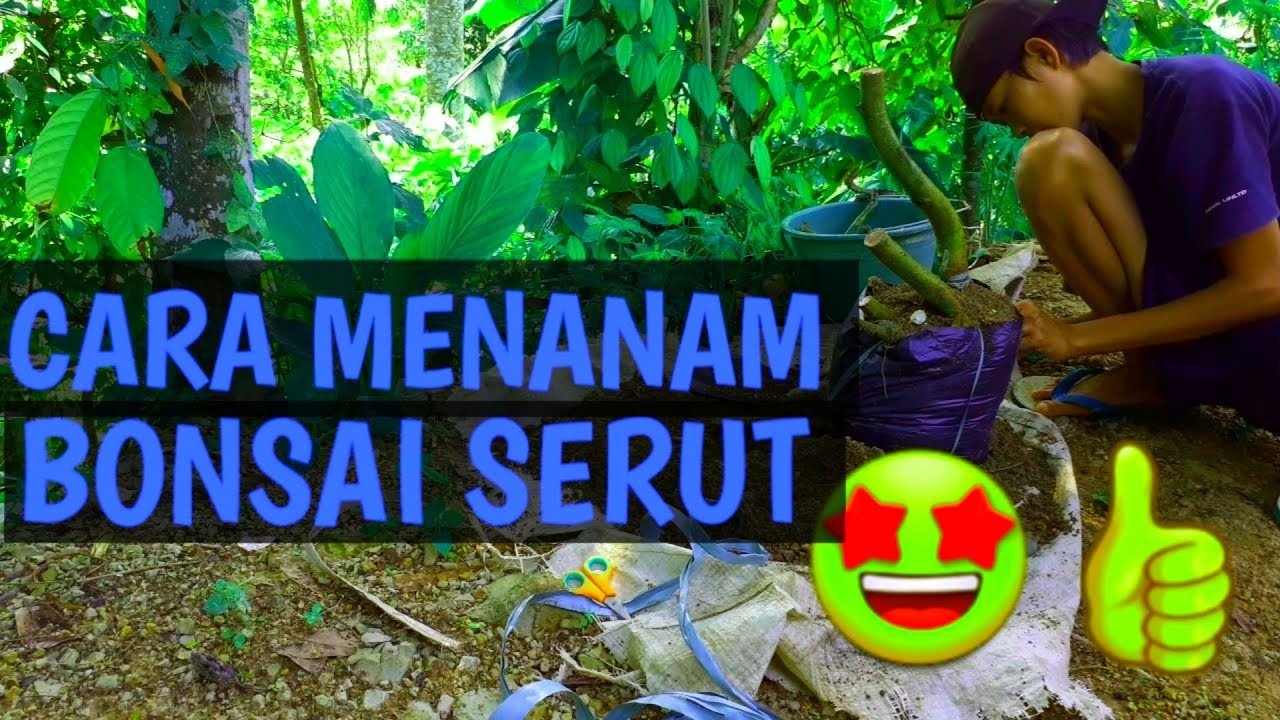 Cara menanam bahan bonsai serut terbaru 2020 