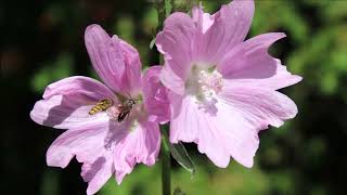 La golondrina(The Swallow: 제비) - Nana Mouskouri:  with Lyrics(Spanish/English/가사번역)