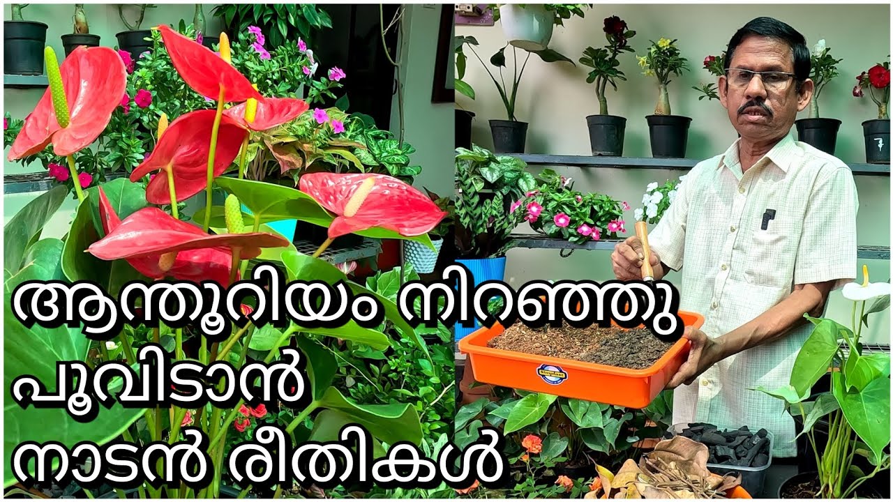 ആന്തൂറിയം നിറഞ്ഞു പൂവിടാൻ നാടൻ രീതികൾ | Anthurium flowering tips
