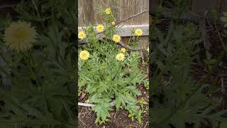 Texas Dandelion, False Dandelion (Pyrrhopappus pauciflorus)