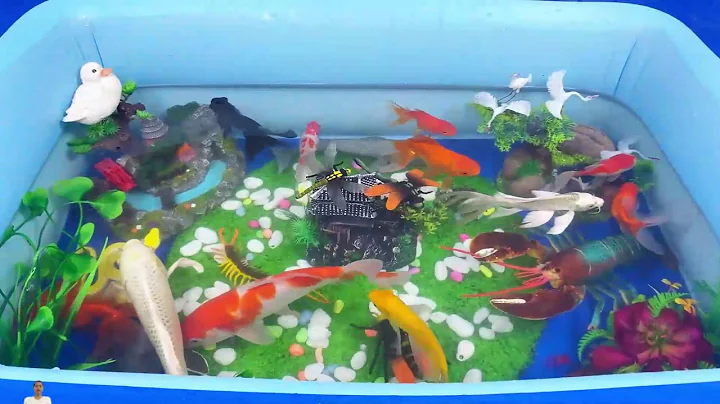 Let's explore what fish and sea creatures there are:sharks,jellyfish#goldfish#animals#viral videos