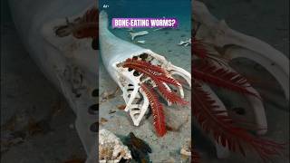 Zombie Worms Bone-Eaters Of The Deep Osedax On Whale Falls