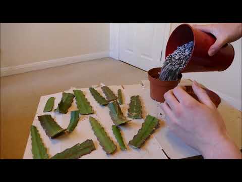 Epiphyllum Cactus, Pruning And Cuttings