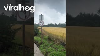 Staffy Prances Through The Field Viralhog