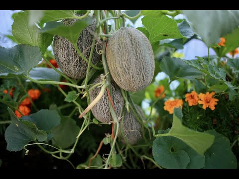 Melon growing and harvest, on the ground or up a string