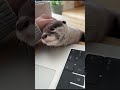 🐾Otter wants attention♥️