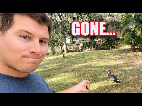 We Lost a Pet...