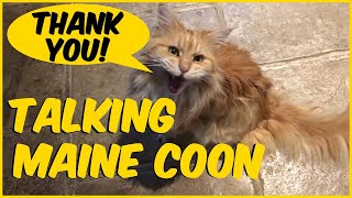 Maine Coon Talking